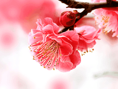 철범해일 / 순명 32