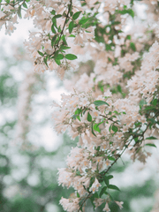 철수의 옆집엔 영희가 산다.
