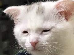 주술고전에 발령왔다 01