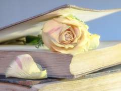 찬란한 낭만을 위하여.