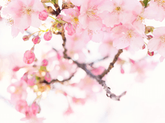 마왕은 작은 새를 사랑한다 - 1