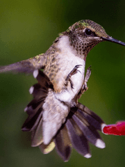 미스터리 레이드반