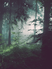 (Fo) 일상이 이어지기를 바랐다