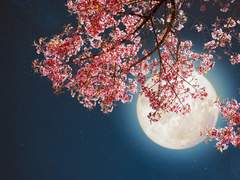 빼앗긴 들에도 봄은 오는가