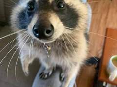 꿈과낭만의대해적시대