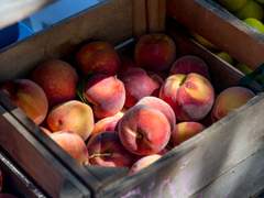 읽다 만 책장에 얼굴을 묻고 익사한