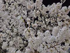 그 겨울, 그 봄 (花)