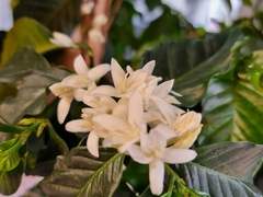 에슾라떼 / 커피꽃 上