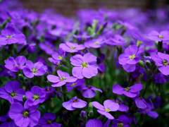 애일 · XY · 2반