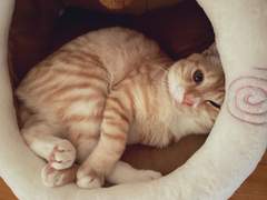 내 생명을 줄게