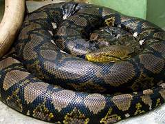 괴연팟 3차 프로필 제출