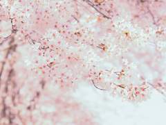 [베가멜리] 만개한 사랑