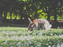 [MCU드림/로키 드림] 토끼를 기르는 소녀 (1)