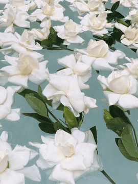 Gardenia Aileen Rhodes