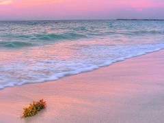 인어공주 그 후 이야기