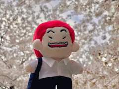 봄날의 백호는 벚꽃길을 걸어요🌸