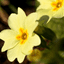 Primrose