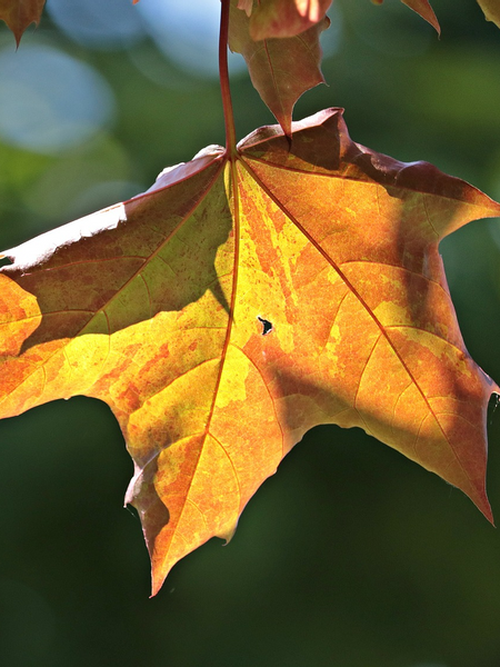 만약이라도 결혼하여 아이를 낳는다면