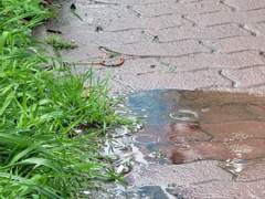 D+33 코에서 피나면 코피야.?