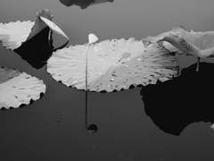 五 . 見者皆吉(견자개길)(完)