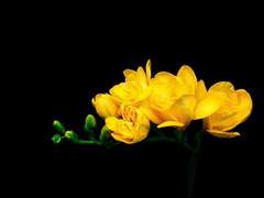 [석순]소년의 프리지아 : 남자의 프리지아