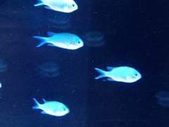 태어난 곳을 사랑한 돌고래는