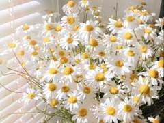 개인봇 커미션.