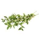 Thyme