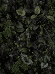 그저, 소문에 불과했다.