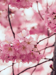 [화산귀환] 바람소리