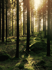 당신이 죽기 전에도, 죽은 후에도