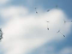 𓆰부유하는 열망의 꽃씨