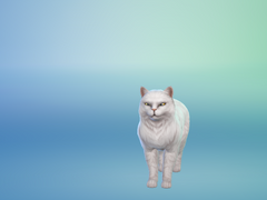 내사이버고양이가너무귀여워서여따올림