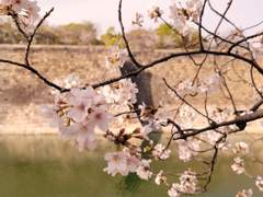 D+34 무려.. 오사카성에서 벚꽃 소풍 !