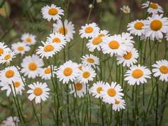 존재의 증거, 두 번째.