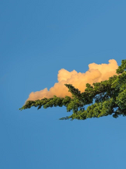 퀘스트: <재쨩을 사로잡아라!>