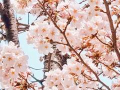 [흡툭죽/로나드라] 봄은 사랑의 계절