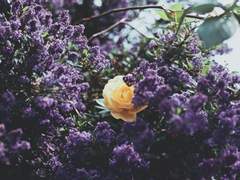 [화산귀환 장일소 드림] 偶然之事 우연지사 TMI 대답