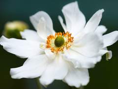 존재의 증거, 다섯 번째.