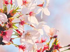 [배경화면 배포] 찬란한 찰나