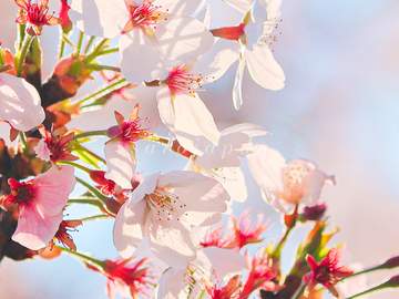 [배경화면 배포] 찬란한 찰나