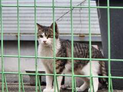 고양이는 죄가 없지... 돈 많은 할머니는 대체 왜 폐지를 줍는거야???