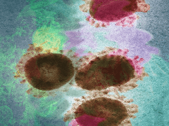 해피해피바이러스