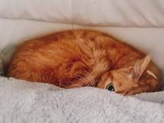 고양이 병원비 버는 급전 단문 커미션