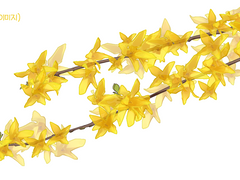 개나리꽃 브러쉬