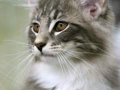 " 너도알잖아.그재수없는데아리따운암고양이. "