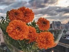 매쉬 메리골드 (1)