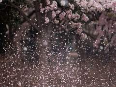 [태섭한나] 벚꽃 아래로 돌아오자