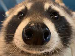 좋은 남자 판독기 : 도태남의 심리