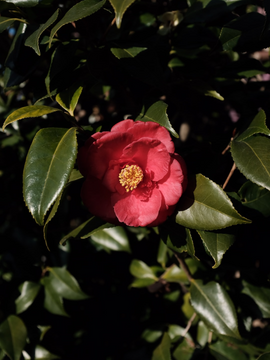 #동백꽃은 꿈속으로 안녕히